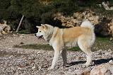 AKITA INU 261